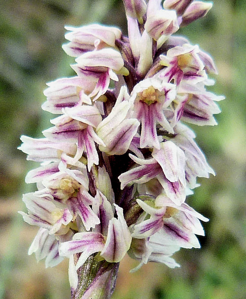 Orchidea macchiata
